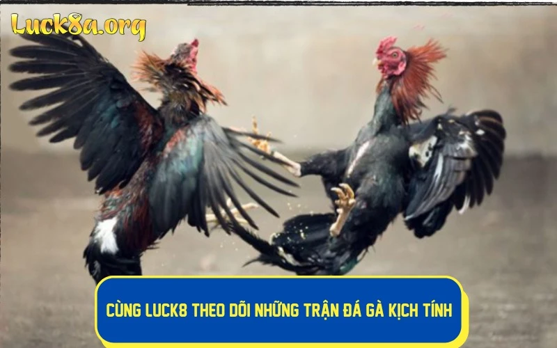 Cùng LUCK8 theo dõi những trận đá gà kịch tính