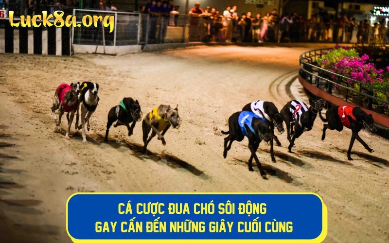 Cá Cược Đua Chó Sôi Động: Gay Cấn Đến Những Giây Cuối Cùng!