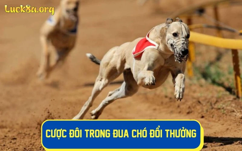 Hướng dẫn anh em cách chơi cá cược đua chó tại LUCK8