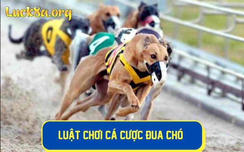 Bet thủ cần tìm hiểu chi tiết về luật chơi cá cược đua chó