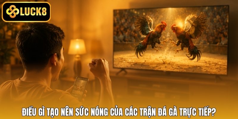 Điều gì tạo nên sức nóng của các trận đá gà trực tiếp?