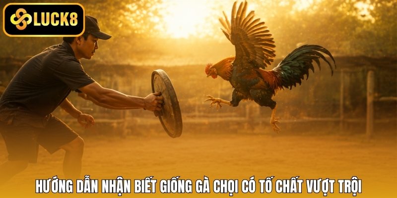 Hướng dẫn nhận biết giống gà chọi có tố chất vượt trội