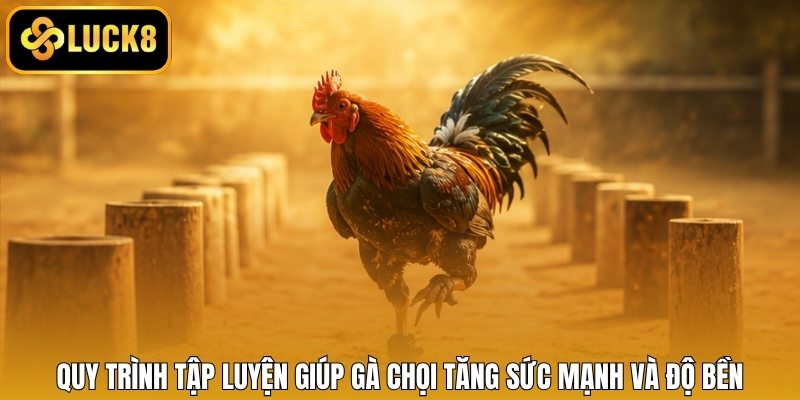 Quy trình tập luyện giúp gà chọi tăng sức mạnh và độ bền
